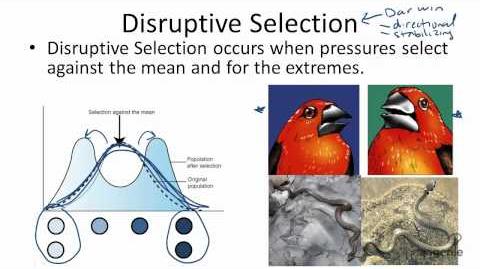 example of disruptive selection in nature
