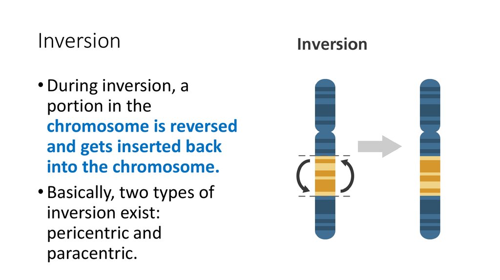 example of inversion chromosomal mutation