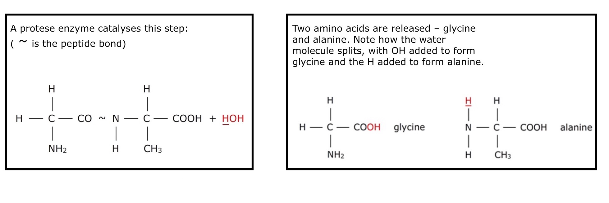 give an example of mechanical and chemical digestion