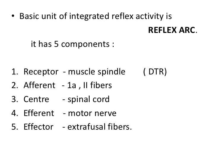 example of a monosynaptic reflex