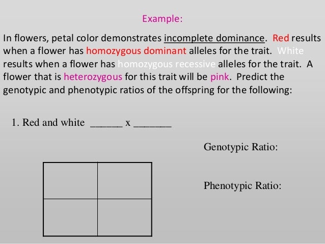 genotype example of incomplete dominance