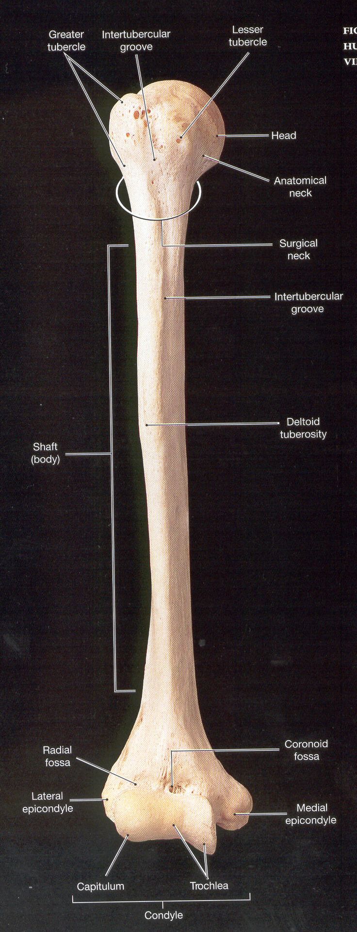 the humerus is an example of what type of bone