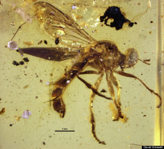 an insect trapped in amber is an example of what