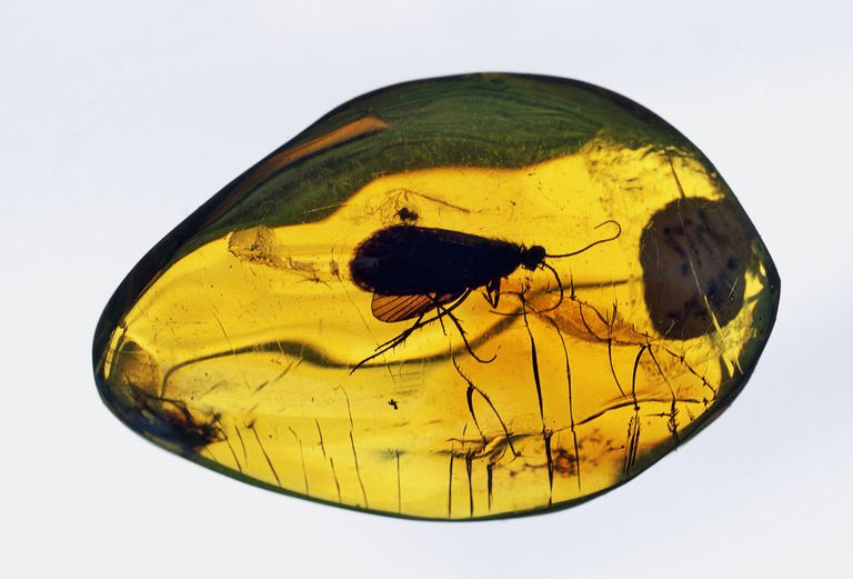 an insect trapped in amber is an example of what