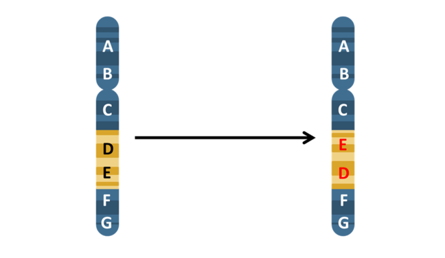 example of inversion chromosomal mutation