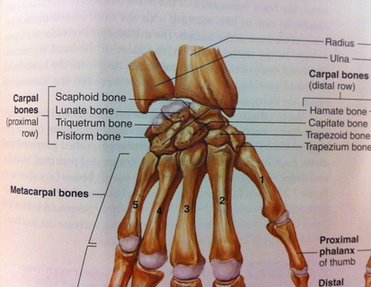 making a fist is an example of carpi flexion
