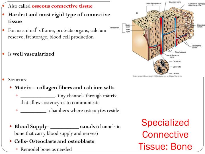 why is bone an example of connective tissue